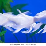 NBA免费看直播:畅享全程赛事不花一分钱 30n48s4dg