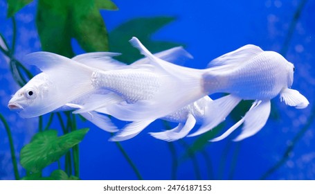 NBA免费看直播:畅享全程赛事不花一分钱 NBA免费看直播:畅享全程赛事不花一分钱